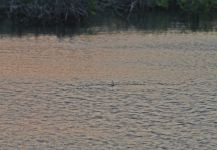  Una Excelente foto de Pesca con Mosca por Alfredo Mimenza