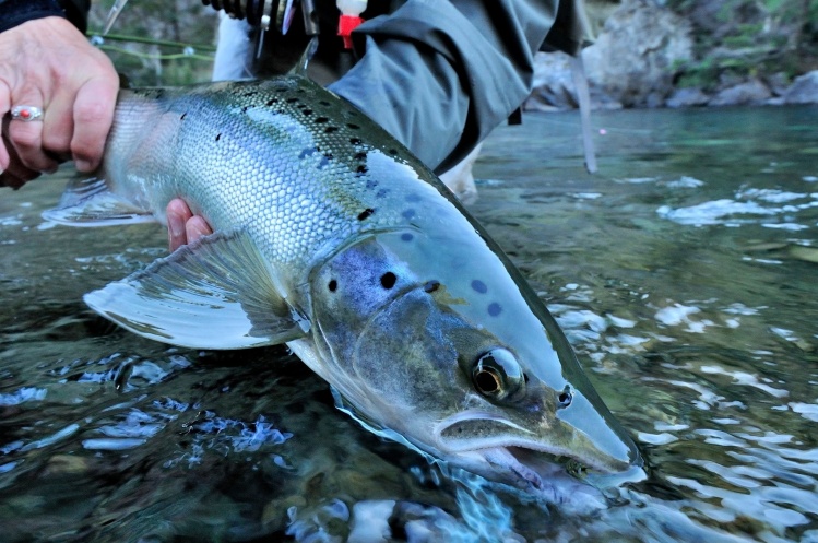 Fishing Report: Traful River by Patagonia Outfitters | Fly dreamers