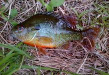 Steve Lawson 's Fly-fishing Picture of a Sunfish | Fly dreamers 