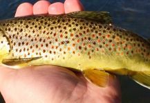 Fly-fishing Picture of Brownie shared by Cory Zurcher – Fly dreamers