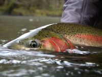 Foto de pesca con mosca