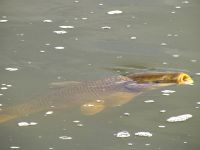 Foto de pesca con mosca