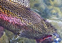 Duranglers Flies And Supplies 's Fly-fishing Photo of a Rainbow trout – Fly dreamers 
