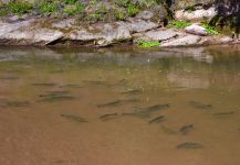 Fly-fishing Photo of Tiger of the River shared by DIEGO COLUSSI – Fly dreamers 