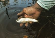 News: Calling All Juvenile Tarpon Anglers!