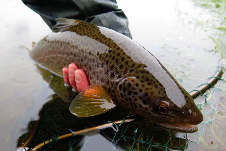 I was Grayling fishing yesterday when this brute took my nymph...great nick for the time of year, hopefully it bodes well for the start of our trout season in 8 weeks....