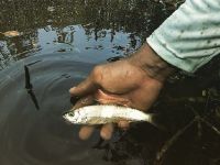 Fly fishing picture