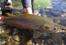  Fotografía de Pesca con Mosca de Salmo trutta compartida por Tobi San Martin – Fly dreamers