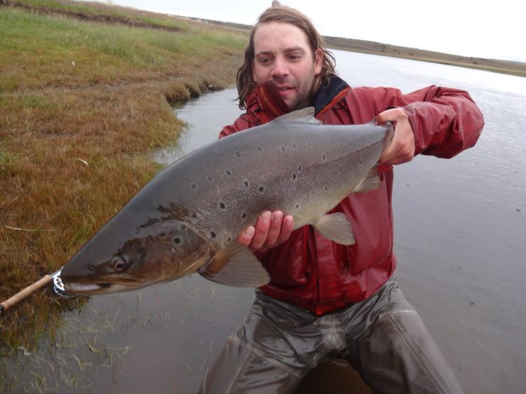 Marrón migratoria del Rio Gallegos