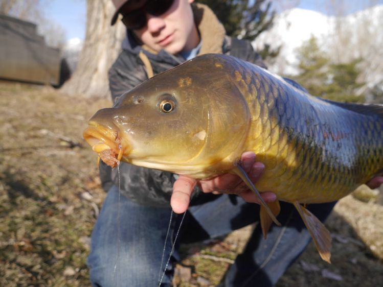 Nice big winter carp from Thursday when it was finally sunny. 24"