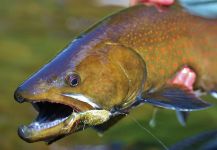 Fin Chasers Magazine 's Fly-fishing Image of a Char – Fly dreamers 