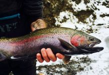 Nate Adams 's Fly-fishing Picture of a Steelhead – Fly dreamers 