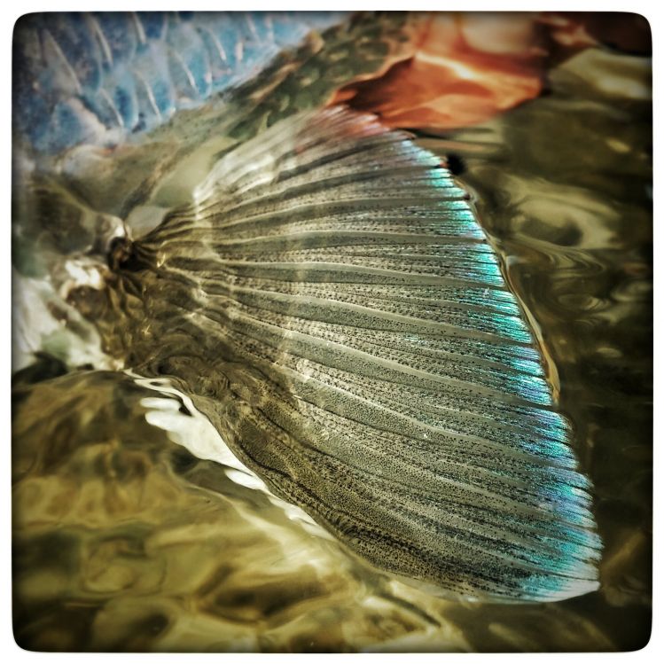 Bonefish beauty. Photo by BrianChou. 