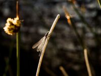 Foto de pesca con mosca