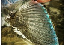 Fly-fishing Pic of Bonefish shared by Thomas & Thomas Fine Fly Rods – Fly dreamers 
