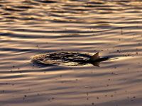 Foto de pesca con mosca