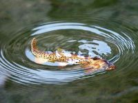 Foto de pesca con mosca