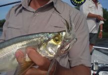  Foto de Pesca con Mosca de Raphiodon vulpinus por Pablo Costa Gonta – Fly dreamers 