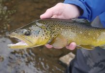 Fly-fishing Photo of German brown shared by Luke Alder – Fly dreamers 