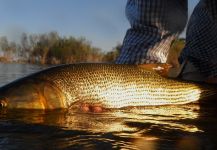  Imagen de Pesca con Mosca de River tiger compartida por Leandro Ferreyra – Fly dreamers