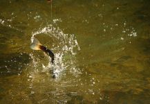 Ben Meadows 's Fly-fishing Pic of a Rainbow trout – Fly dreamers 