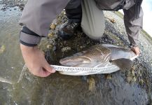 Sea-Trout Fly-fishing Situation – Julian Lopez shared this Great Photo in Fly dreamers 