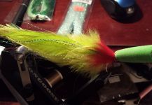 David Bullard 's Fly for Jacks - Picture – Fly dreamers 