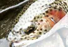 Fly-fishing Photo of Rainbow trout shared by Joe Rowe – Fly dreamers 