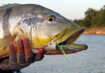 Santiago Rodriguez 's Fly-fishing Image of a Peacock Bass – Fly dreamers 