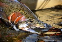  Imagen de Pesca con Mosca de Trucha arcoiris compartida por Michael Stack – Fly dreamers