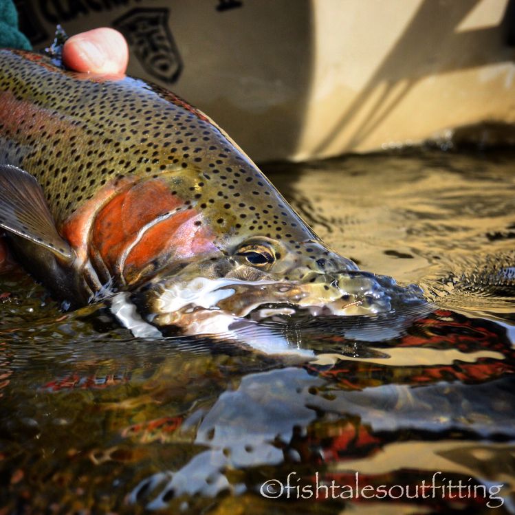 Took advantage of some great weather in SW Montana today!