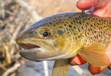 Luke Alder 's Fly-fishing Photo of a Salmo trutta – Fly dreamers 