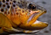  Captura de Pesca con Mosca de Salmo trutta por Michael Stack – Fly dreamers