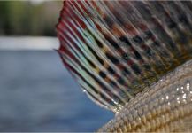  Imagen de Pesca con Mosca compartida por Fly Fishing Fanatics – Fly dreamers