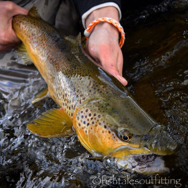 Great day today amigo's killer bugs by @mt_kiwi @insta_graham_mt on the stick resting a meat eating #browntrout #catchandrelease #streamerjunkie #keepemwet #fishtalesoutfitting