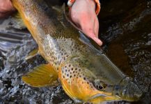 Michael Stack 's Fly-fishing Photo of a Loch Leven trout German – Fly dreamers 