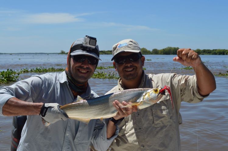 Sumamos nueva especie! Chafalotes en Rosario!