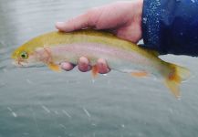 Fly-fishing Pic of Rainbow trout shared by Luke Alder – Fly dreamers 