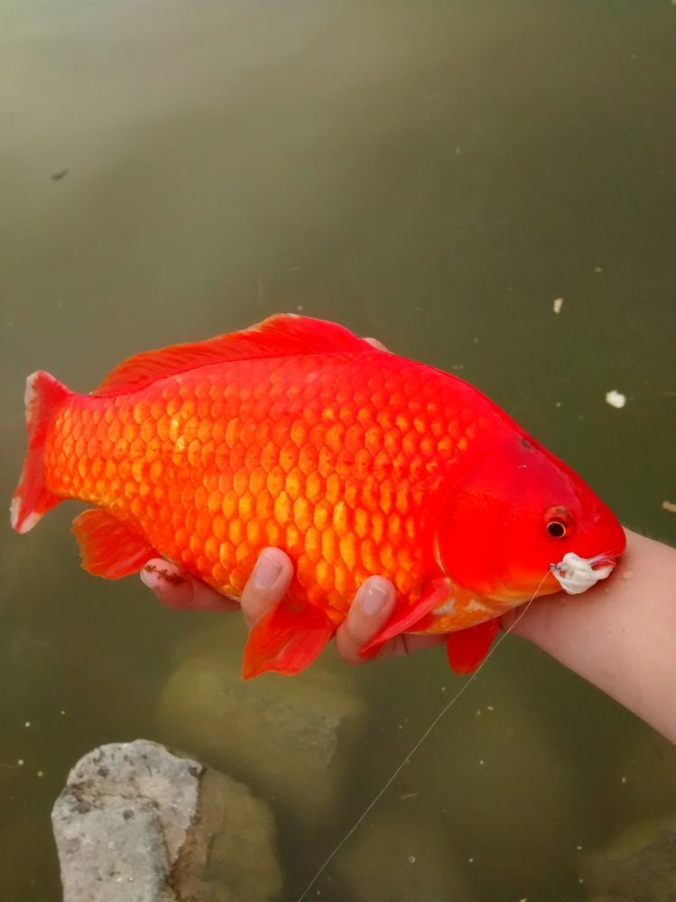 Chubby goldfish on the fly. Great color - they are sometimes stunning, but they fight terrible.