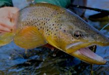  Fotografía de Pesca con Mosca de Salmo fario por Michael Stack – Fly dreamers