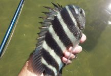 David Bullard 's Fly-fishing Photo of a Sheepshead – Fly dreamers 