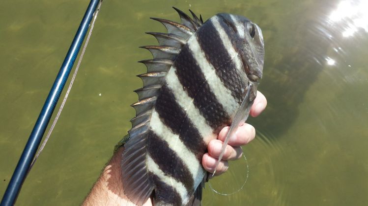 Surprise sheepshead...on Avalon...always welcome....