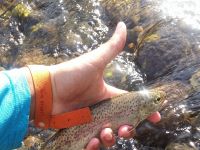 Fly fishing picture