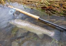 Thomas & Thomas Fine Fly Rods 's Fly-fishing Photo of a German brown – Fly dreamers 