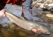 Fly-fishing Situation of Steelhead - Picture shared by Scott Marr – Fly dreamers