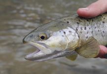 Fly-fishing Image of Browns shared by Luke Alder – Fly dreamers