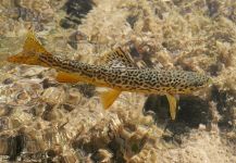 Luke Alder 's Fly-fishing Photo of a Tiger Trout – Fly dreamers 