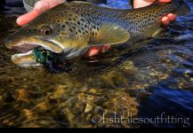 Michael Stack 's Fly-fishing Picture of a Rainbow trout – Fly dreamers 