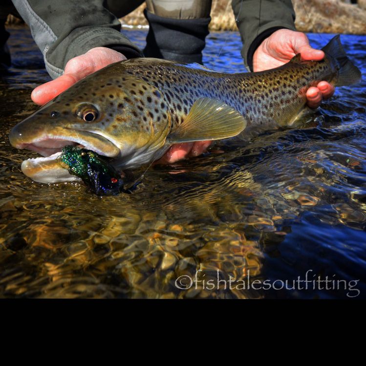 A slushy morning gave way to a pleasant afternoon! @steelpoints #streamerjunkie #browntrout #bugslingin #flyfishmontana #fishtalesoutfitting