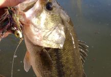 Luke Alder 's Fly-fishing Image of a stormundet black bass – Fly dreamers 